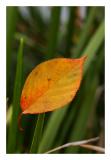 Pierced Cherry Leaf