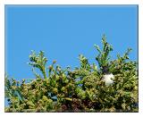 Dark Eyed Junco enjoying the view