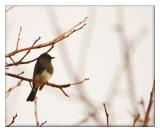 A Black Phoebe visits the yard