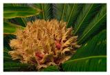 Palm Flower and Seeds