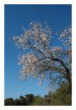 Flowering Tree from the old orchards.