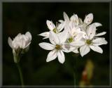 Allium blossoming