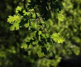 Oak Leaves in the Evening Light