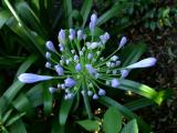 Top View of the Agapanthus