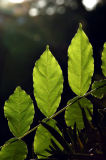 Wisteria Leaves