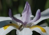 Sunning Hoverfly on the African Iris