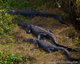 800 pound lizards enjoying the sun