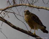 Red-Shouldered Hawk (Buteo lineatus)