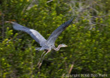 Great Blue in flight