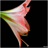 Amaryllis