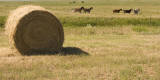 07-10-08 Kadoka Run Free 058.jpg