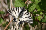 Iphiclides podalirius