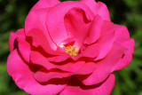 Rose du jardin