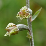 Epipactis microphylla