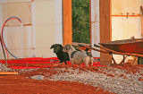 Woodrow and Harley are back on the job!  10-3-2008
