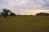 Racing to get the maples in before the sun goes down......