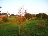 Red Maple from Newport, got two for nest to nothing because of some damage to the trunk