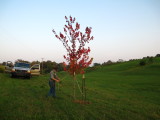 Hang in there, Red Maples!!