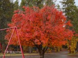 z1 Tree in autumn at SanSuzEd 10-3-08 Z28 11.jpg