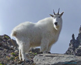 z9-21-02-25 Mountain goat on rock.jpg