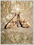 One-eyed sphinx moth (Smerinthus cerisyi)