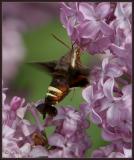 nessus sphinx moth