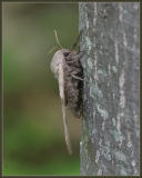 big poplar sphinx moth, side view (aka Modest Sphinx- Pachysphinx modesta)
