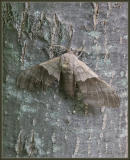 big poplar sphinx moth (aka Modest Sphinx- Pachysphinx modesta)