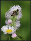 Spotted Thyris moth (Thyris maculata) 