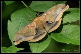 polyphemus moth (Antheraea polyphemus)