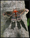 cecropia moth (Hyalophora cecropia)