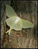 Michigan Moths