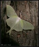 luna moth (Actias luna) in dappled light