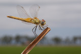 Red-Veined Darter - Sympetrum fonscolombii