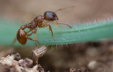 Garden Ant