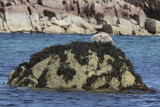 Seal   Isle of Mull