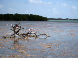 Gulf Debris