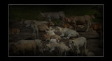 tourmalet - les vaches.jpg