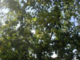 APLS