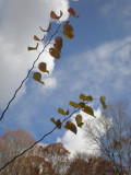 Autumn Leaves and Trees