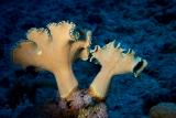 IMG_0294pb.jpg