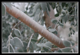 frozen eucalyptus