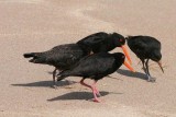 oyster catcher family