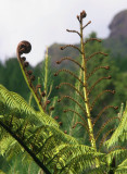tree fern top