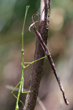 walking stick insect