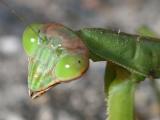 mantis eye-balls