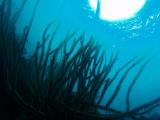 branches7.jpg