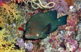 female napoleon wrasse8.jpg