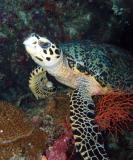 hawksbill turtle14.jpg