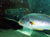 oblique banded sweetlips.jpg